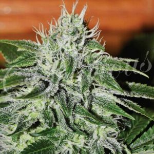Bay Burger Early Delicious Seeds
