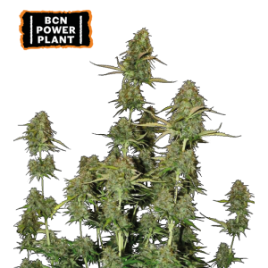 BCN Power Plant Autoflower – visoka, bujna sativa z gostimi, smolnatimi cvetovi in zemeljsko-pikantno aromo.