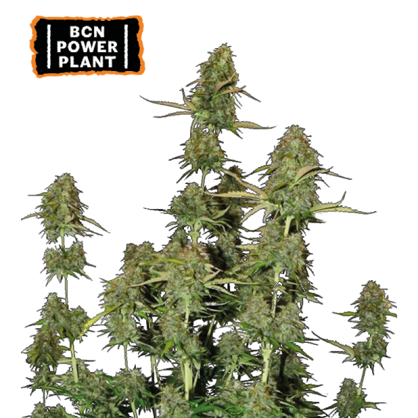 BCN Power Plant Autoflower – visoka, bujna sativa z gostimi, smolnatimi cvetovi in zemeljsko-pikantno aromo.