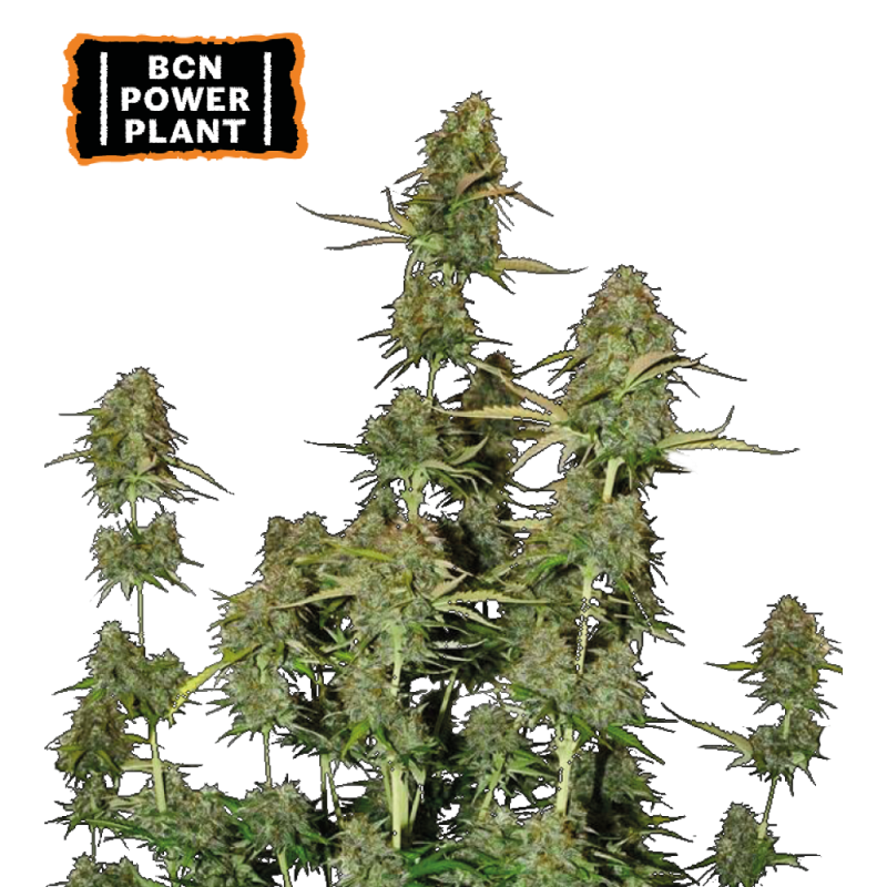 BCN Power Plant Autoflower – visoka, bujna sativa z gostimi, smolnatimi cvetovi in zemeljsko-pikantno aromo.