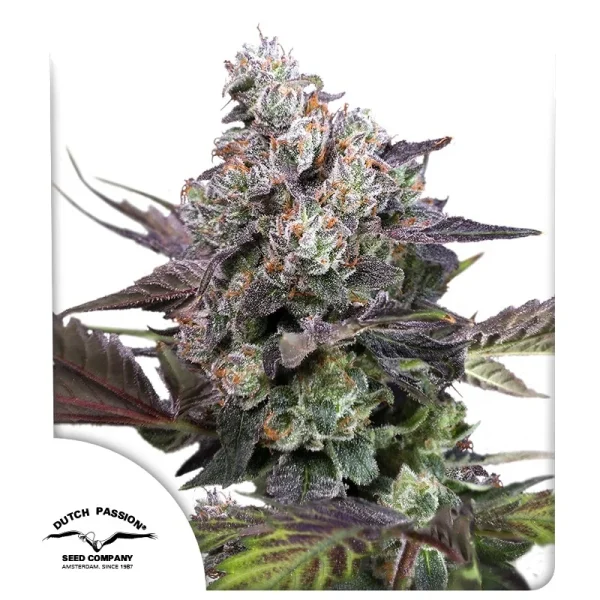 Candy Bubatz XL Dutch Passion