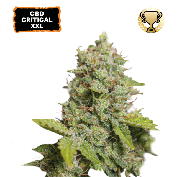 CBD Critical XXL Autoflower – kompaktna indica z gostimi, smolnatimi cvetovi in svežo borovo aromo.