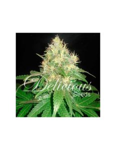 Northern Light Blue Early Delicious Seeds