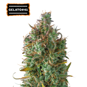 Gelato 41 Auto – grmičasta indica z gostimi, smolnatimi cvetovi in sladko, desertno aromo bonbonov.