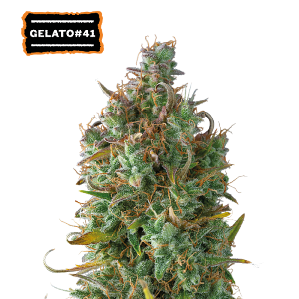 Gelato 41 Auto – grmičasta indica z gostimi, smolnatimi cvetovi in sladko, desertno aromo bonbonov.