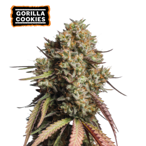 Gorilla Cookies Auto – gosti, izjemno smolnati cvetovi s sladko-kremasto aromo in močno hibridno strukturo.