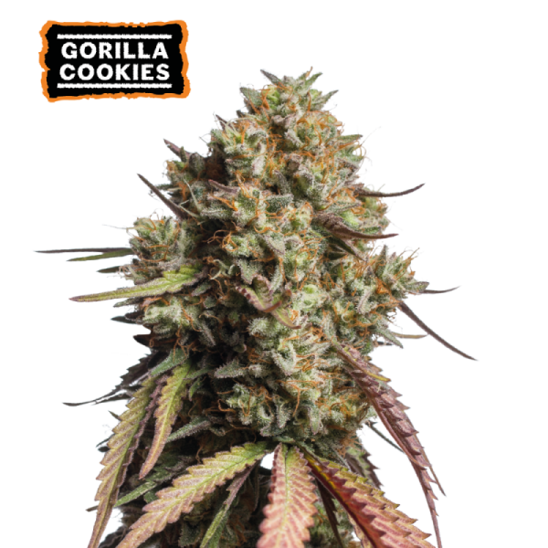 Gorilla Cookies Auto – gosti, izjemno smolnati cvetovi s sladko-kremasto aromo in močno hibridno strukturo.