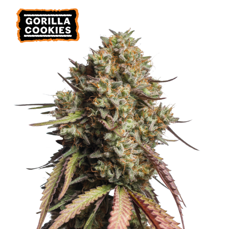Gorilla Cookies Auto – gosti, izjemno smolnati cvetovi s sladko-kremasto aromo in močno hibridno strukturo.