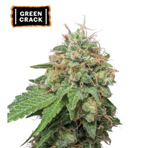 Green Crack Auto – visoka autoflower rastlina z gostimi, smolnatimi cvetovi in intenzivno sadno-cvetlično aromo.