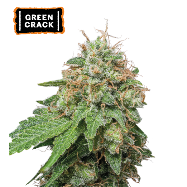 Green Crack Auto – visoka autoflower rastlina z gostimi, smolnatimi cvetovi in intenzivno sadno-cvetlično aromo.