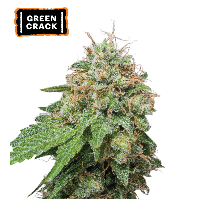 Green Crack Auto – visoka autoflower rastlina z gostimi, smolnatimi cvetovi in intenzivno sadno-cvetlično aromo.