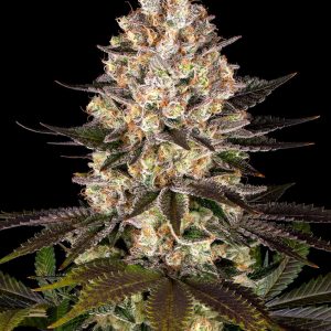 Hindu Kush Barney's Farm