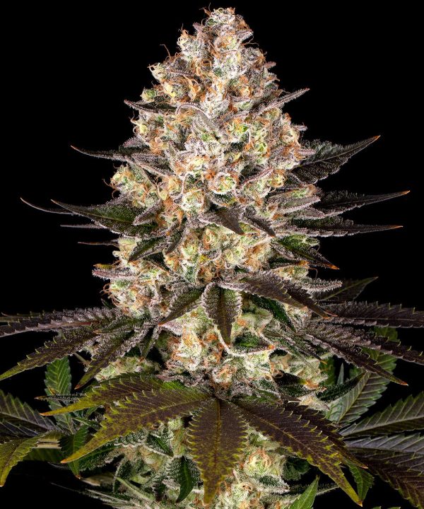 Hindu Kush Barney's Farm