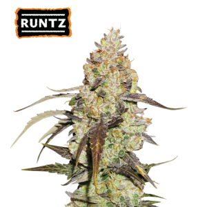Runtz Feminized – gosti, kompaktni in močno smolnati cvetovi z izrazitim sladko-sadnim “candy” profilom ter bogato plastjo trihomov.