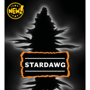 Stardawg Feminized Seedstockers