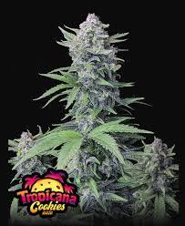 Tropicana Cookies Auto Fast Buds