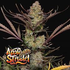 Apple Strudel Auto Fast Buds