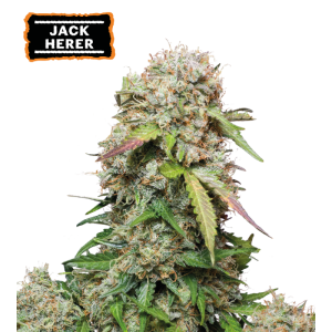 Jack Herer Auto – visoka sativa z gostimi, smolnatimi cvetovi in zemeljsko-sadno pikantno aromo.