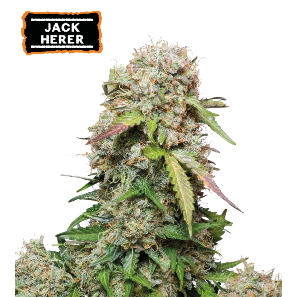 Jack Herer Auto – visoka sativa z gostimi, smolnatimi cvetovi in zemeljsko-sadno pikantno aromo.