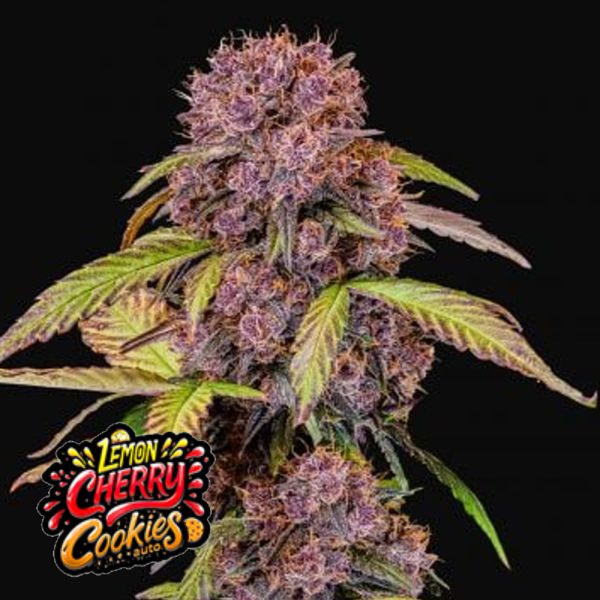 Lemon Cherry Cookies Auto Fast Buds