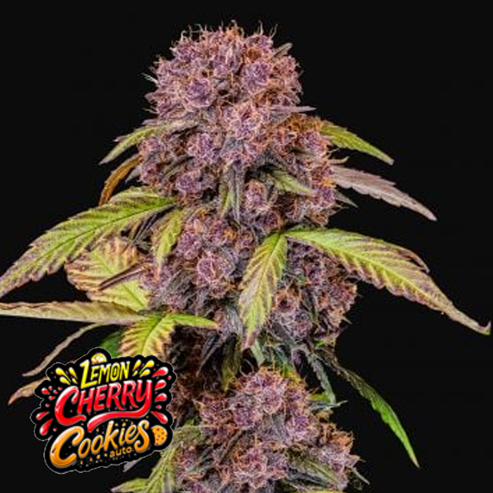 Lemon Cherry Cookies Auto Fast Buds