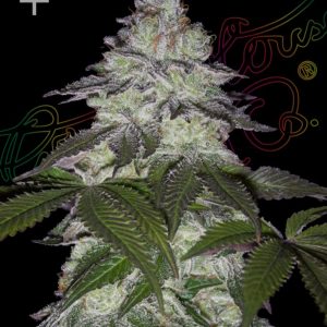 Milky Dreams Green House
