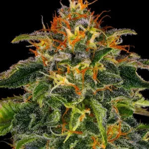 Moby Dick Barney's Farm