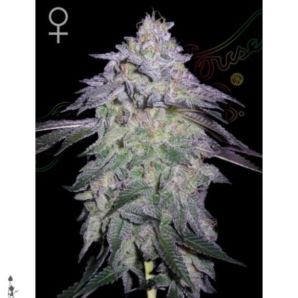 Nori Cake Green House Seeds