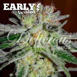 Northern Light Blue Early Version Delicious Seeds