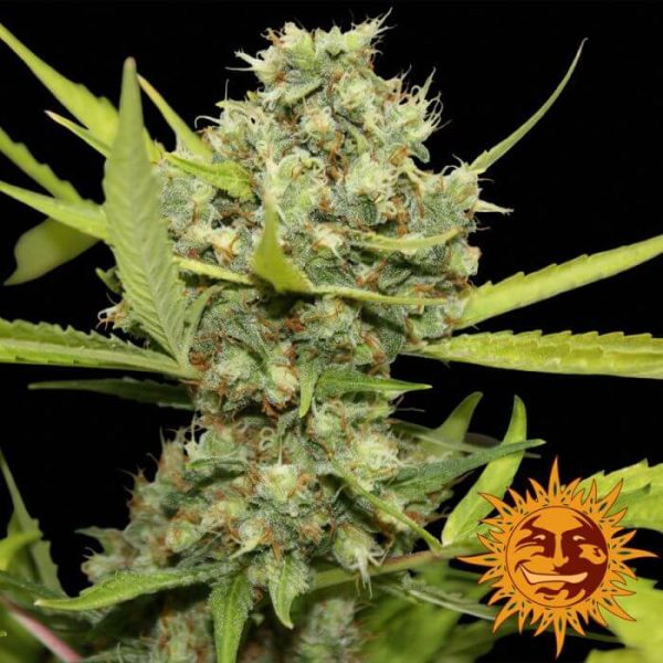 Pineapple Chunk Barney's Farm