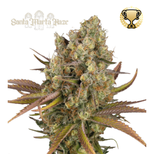 Santa Marta Haze® Auto – visoka sativa z bleščečimi, smolnatimi cvetovi ter svežo sadno-borovo Haze aromo.