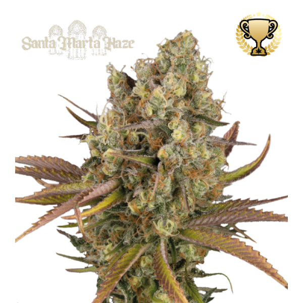 Santa Marta Haze® Auto – visoka sativa z bleščečimi, smolnatimi cvetovi ter svežo sadno-borovo Haze aromo.