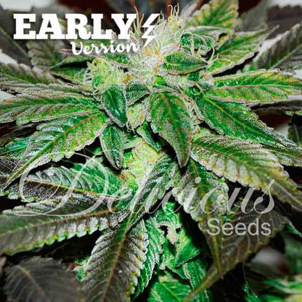 Sugar Candy Early Delicious Seeds