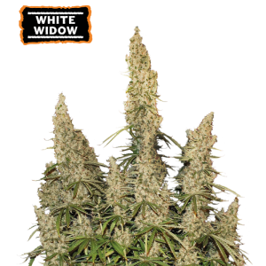 White Widow Auto – beli, s smolo prekriti cvetovi z gosto plastjo kristalov in zemeljsko-zeliščno aromo.