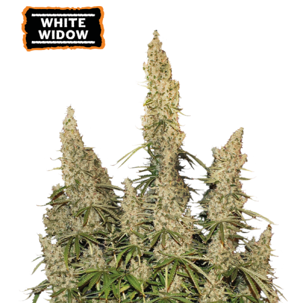 White Widow Auto – beli, s smolo prekriti cvetovi z gosto plastjo kristalov in zemeljsko-zeliščno aromo.