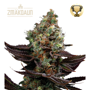 Zmäkdaun Feminized – visoka zunanja rastlina z gostimi, sadno dišečimi cvetovi, primerna za hladnejše podnebje.
