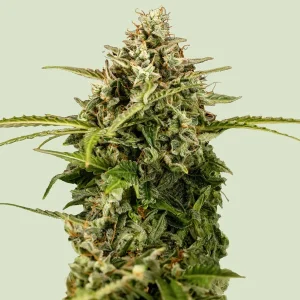 Apollo F1 Royal Queen Seeds