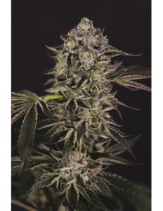 Quick Sherbet Exotic Seed
