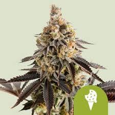 Cookies Gelato Auto Royal Queen Seeds