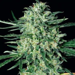quick mass exotic seed