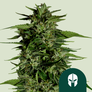 Hyperion F1 Royal Queen Seeds