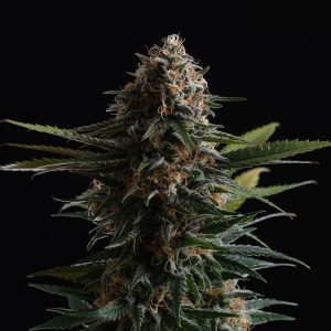 Candy Cream GO Fast Kannabia