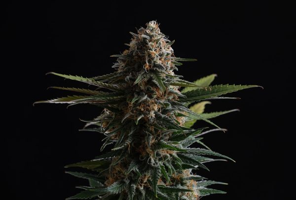 Candy Cream GO Fast Kannabia