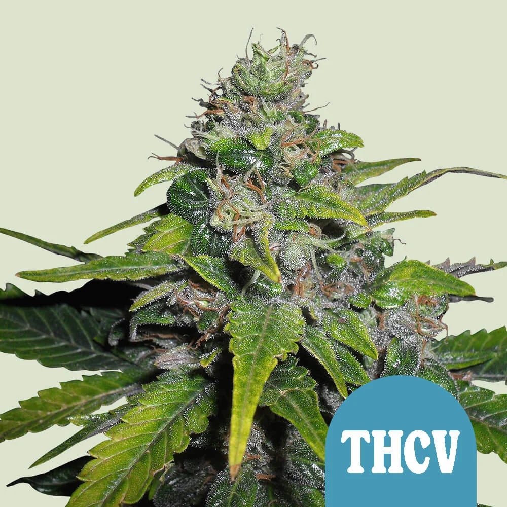 Royal THCV Royal Queen Seeds