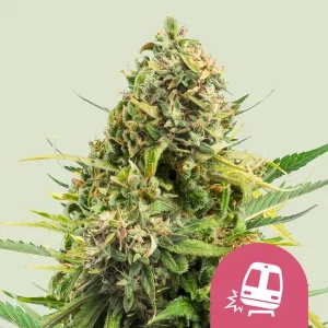 Trainwreck Royal Queen Seeds