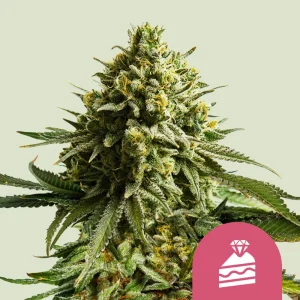 Wedding Cake Royal Queen Seeds