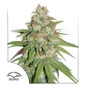 Glueberry OG Dutch Passion